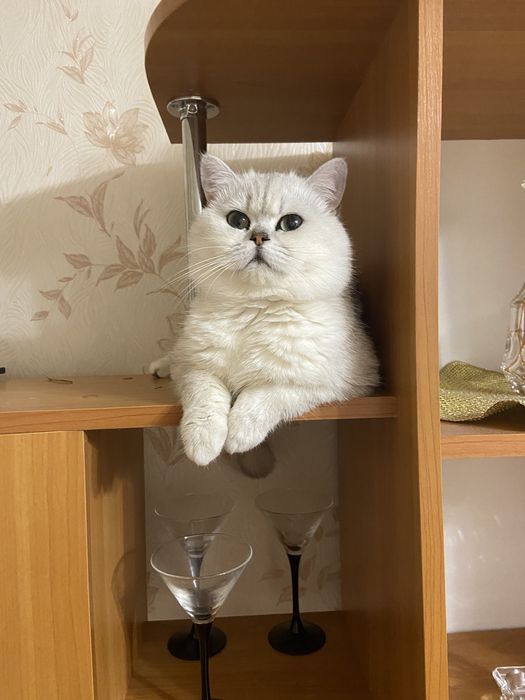 Шотландский Серебристый кот Вязка