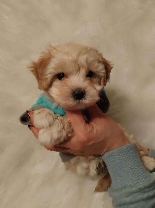 Кукольный малыш мальтипу Ф1