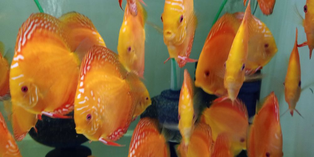 GB DYSKOWCE - PALETKI solid i pigeon red 10-12cm