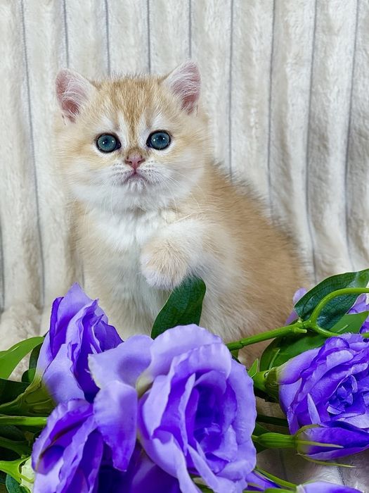 Золота шиншила клубне кошеня