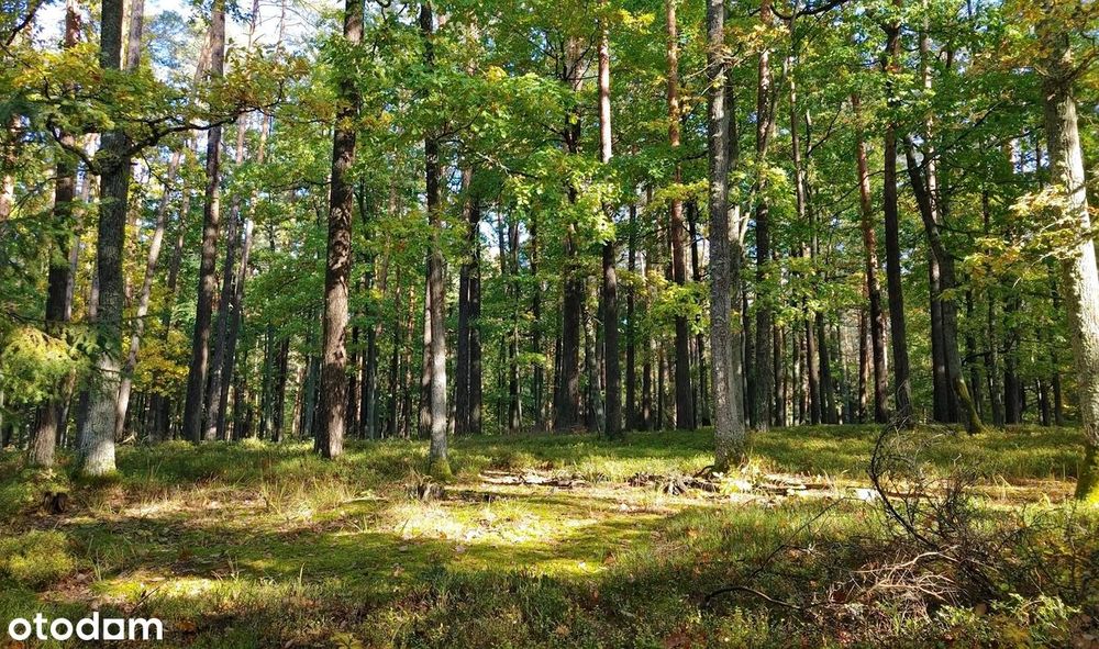 Las w Pluskach