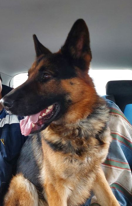 Пропала німецька вівчарка