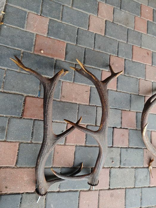 Poroże Rogi Zrzuty 10.2 kg