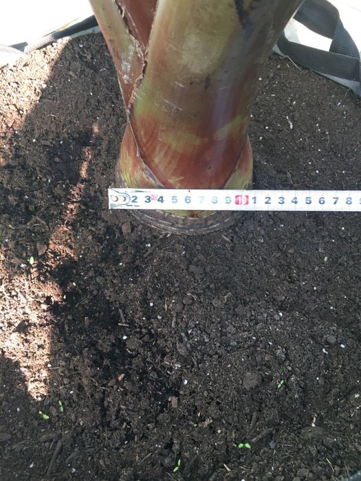 Банан Київський суперкарлик