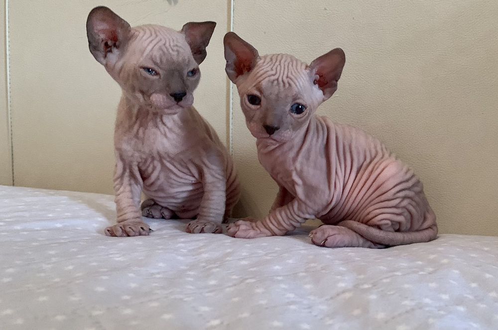 Донской сфинкс вязка