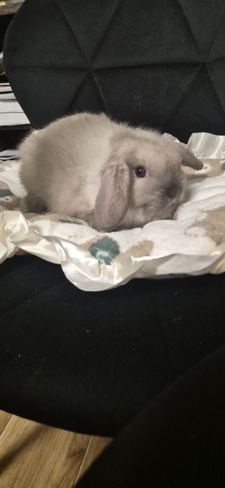 Króliki Mini lop rasowe