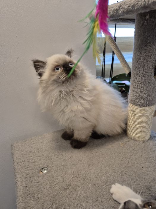 Ostatni Kot brytyjski kotka  point czekoladowy długowłosy