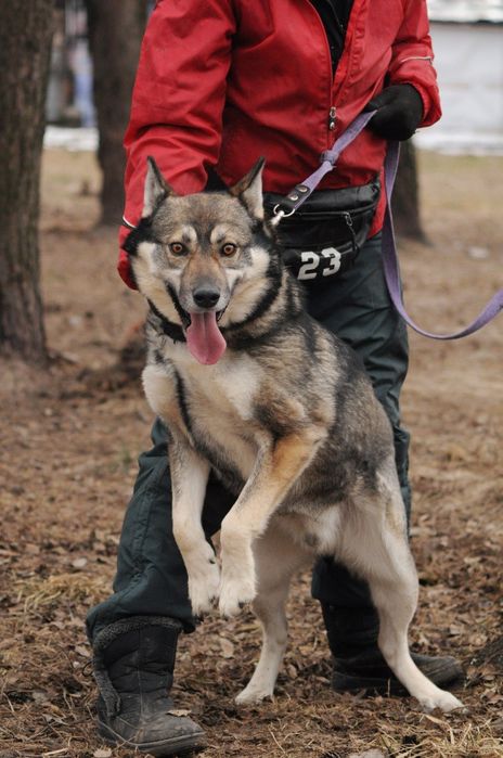 Волкособ.Настоящая собака для настоящего хозяина