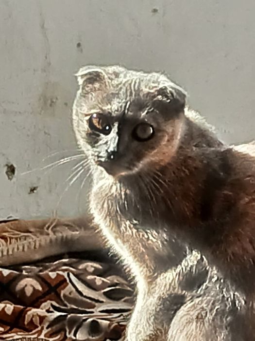 Отдам кошечку в добрые руки