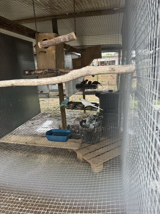 Ring neck 3 machos adultos