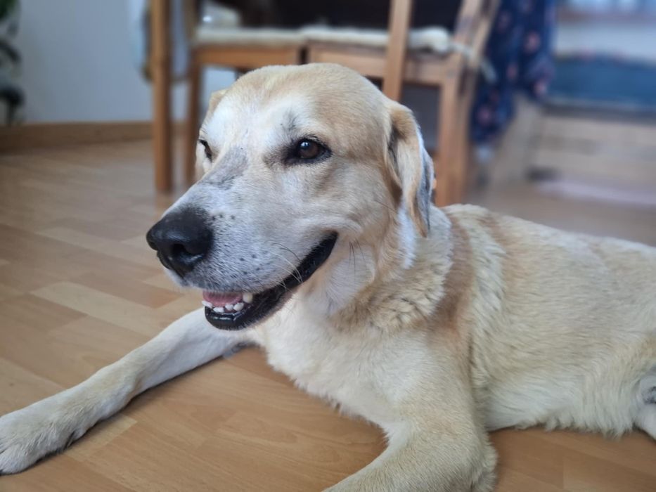 Imbir, pies w typie labradora szuka domu!