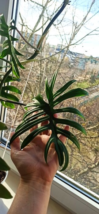 Філодендрон radiatum