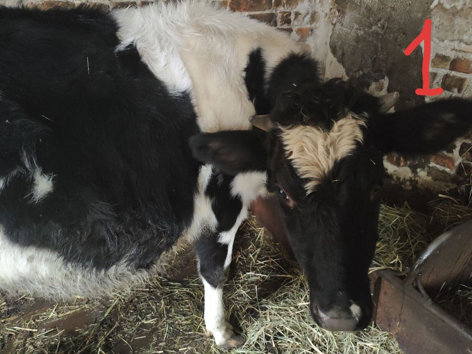 Продаються телиці