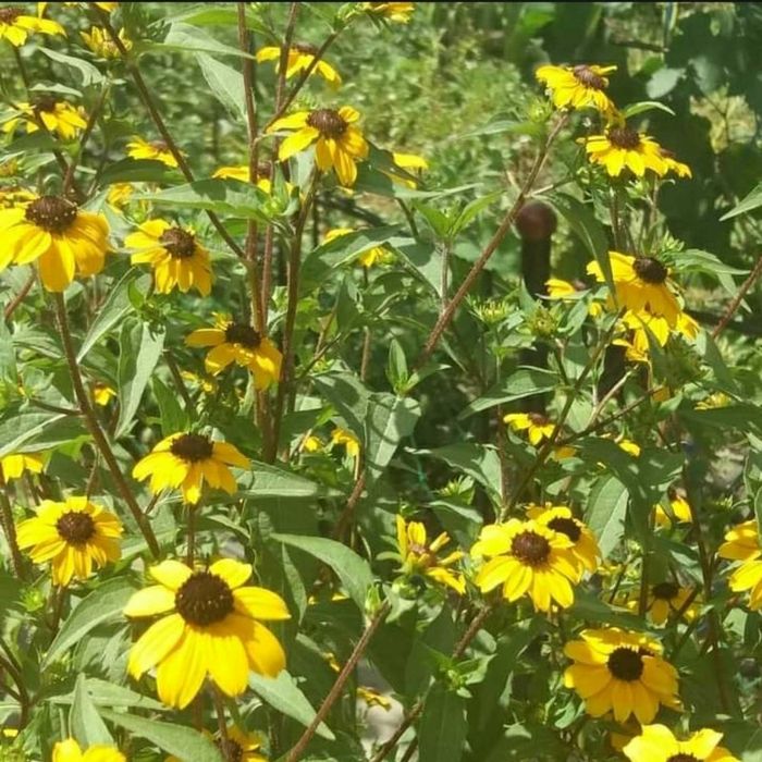 Рудбеккія мілкоцвітна