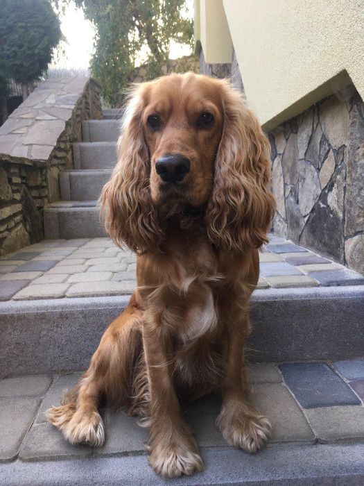 Кокер спаніель англійський В’ЯЗКА!(не продається!)