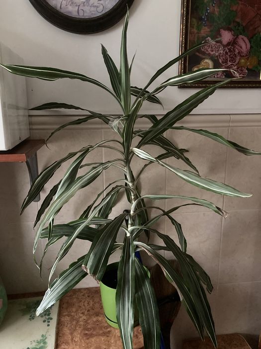 Драцена Варнескі