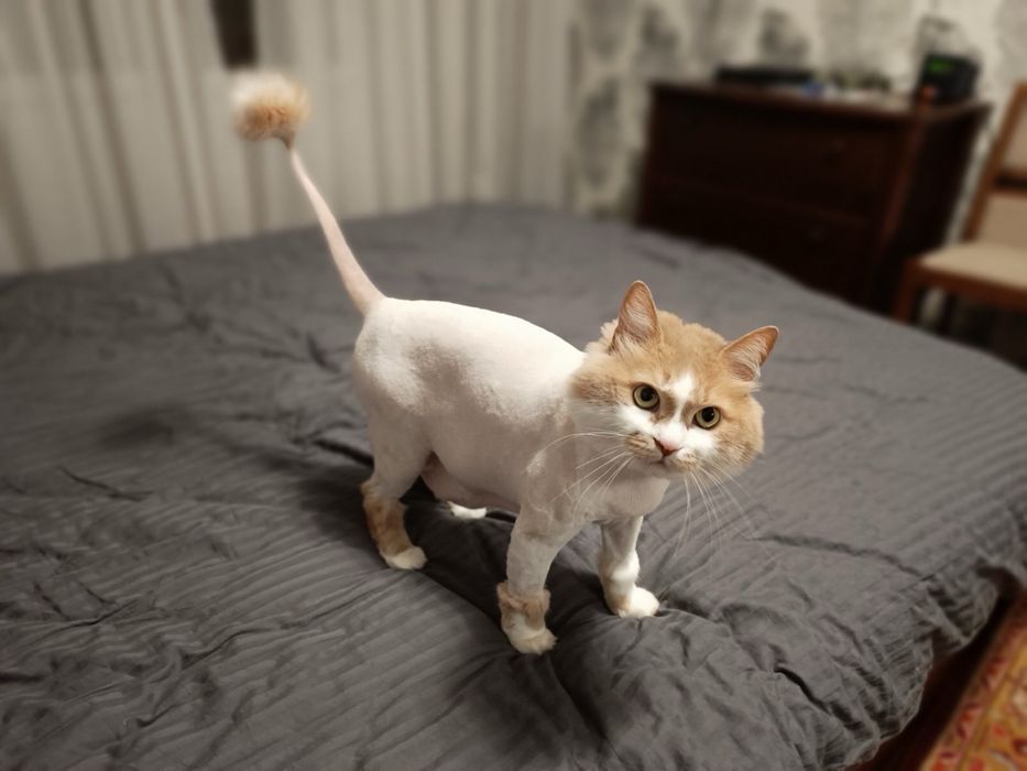 Грумінг котиків, стрижка котів, Ірпінь, тиха машинка