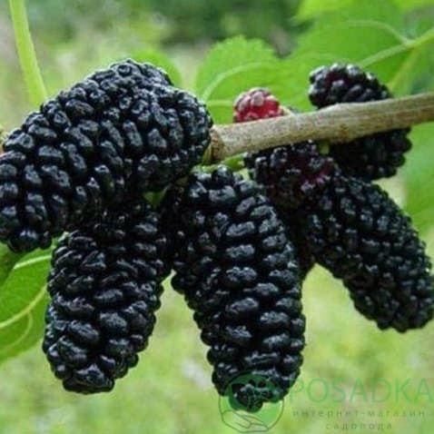 Черенки / живці шовковиці  великоплідної