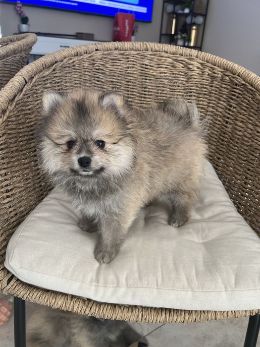 Pomeramian szpic miniaturowy Misiu sable