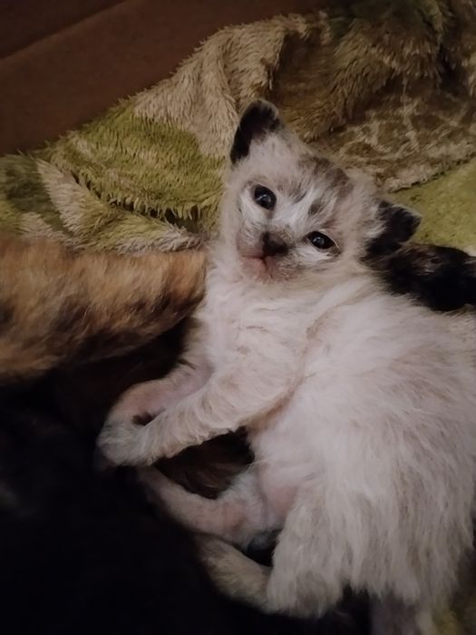 Котята в хорошие руки