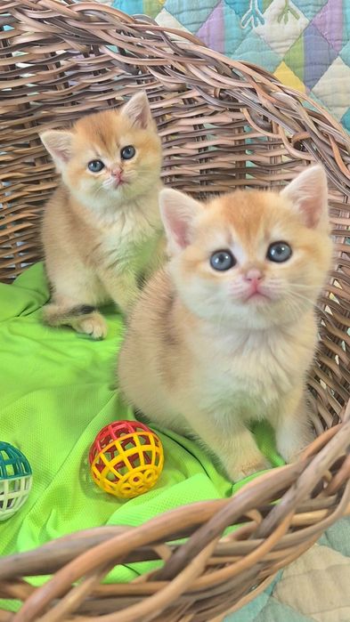 Гарні кошенята золоті шиншили. Вибір є.