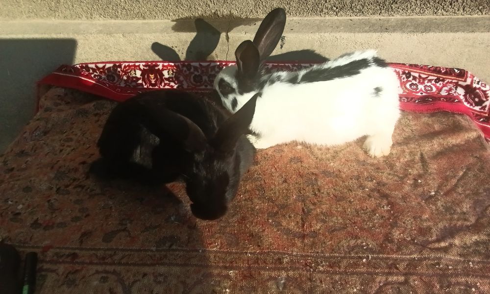 Строкач чорно рябий , дівчатка ,вік 2 місяці,вага 2 кг .