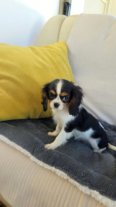King Charles cavalier fêmea tricolor(país com lop)