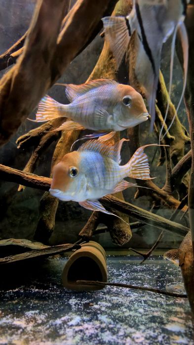 Ziemiojady Red Head Tapajós