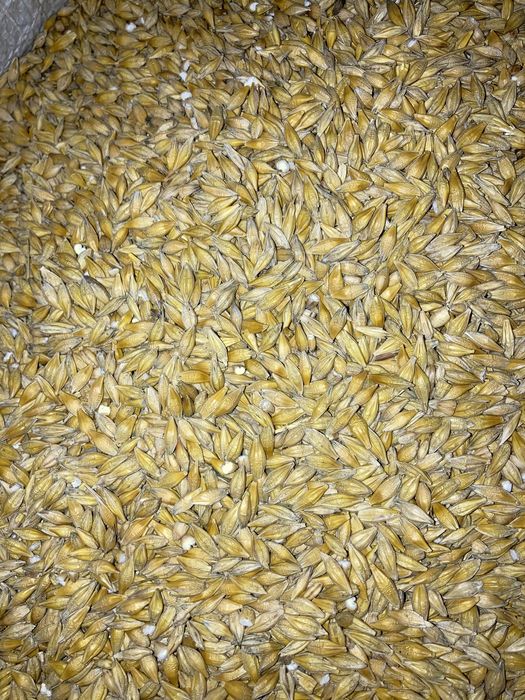 Ячмінь ярий СТОУК