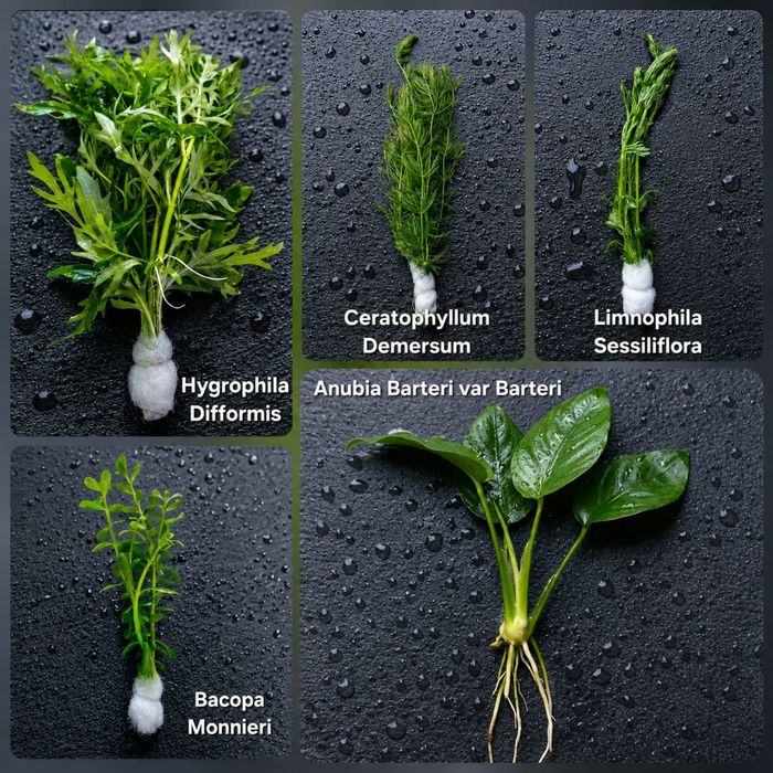 Plantas Aquário | 10 Espécies com Anubia com Anubia c/ Anubia