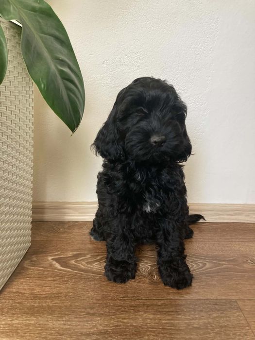 Cockapoo Suczka ( paszport)
