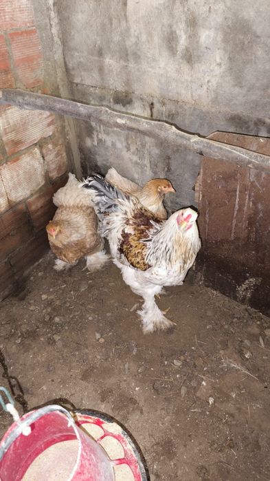 Ovos galados galinhas de raça