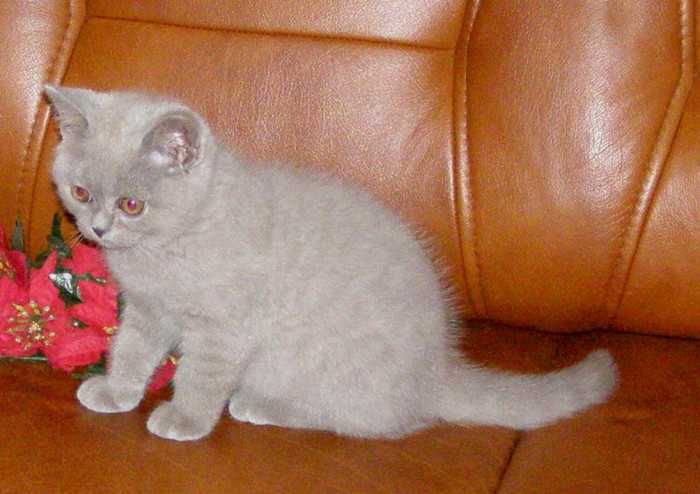 Kot Brytyjski kocięta brytyjskie