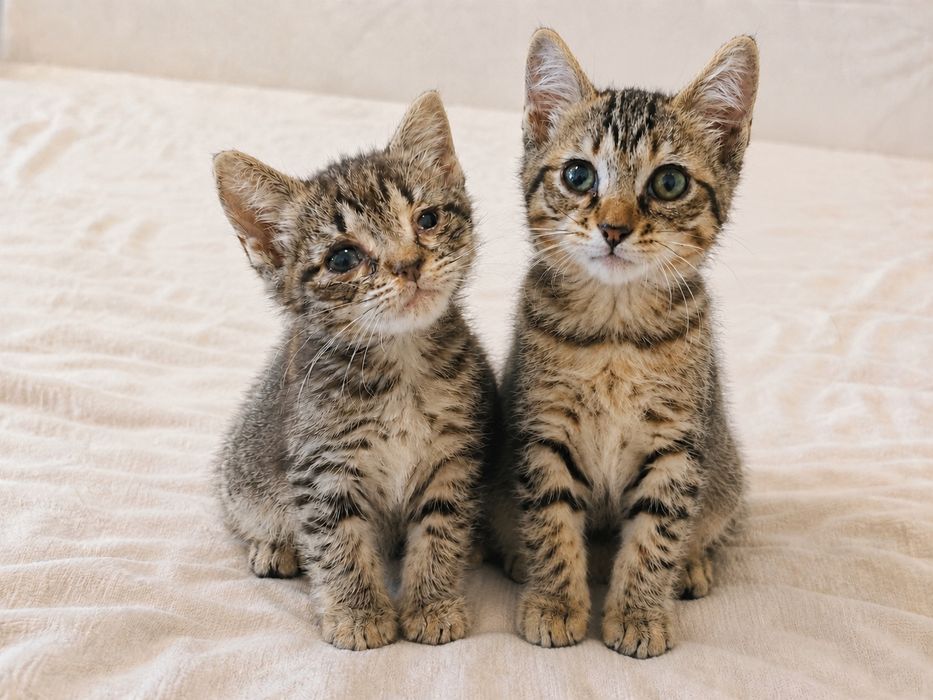 2 gatinhas bebés para Adoção Consciente