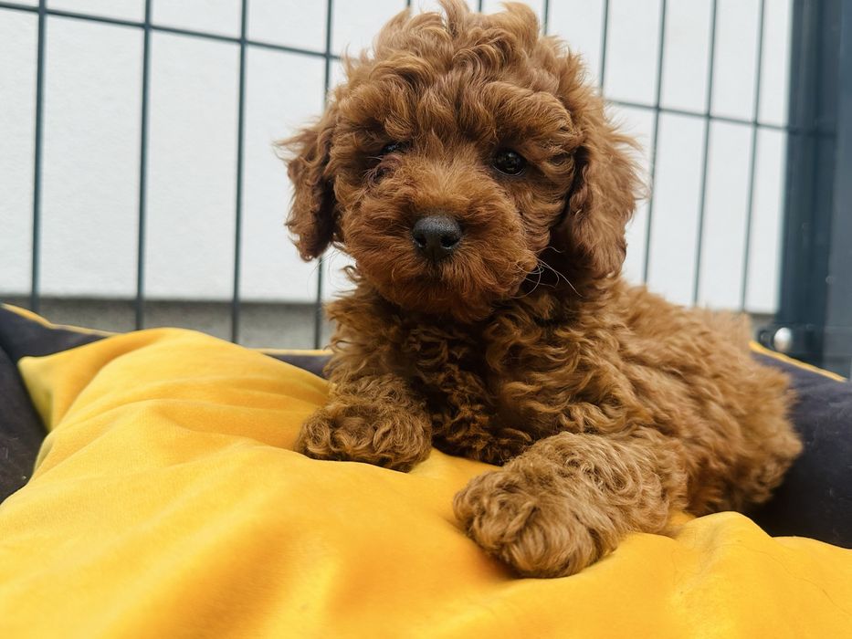 Pudel toy red brown