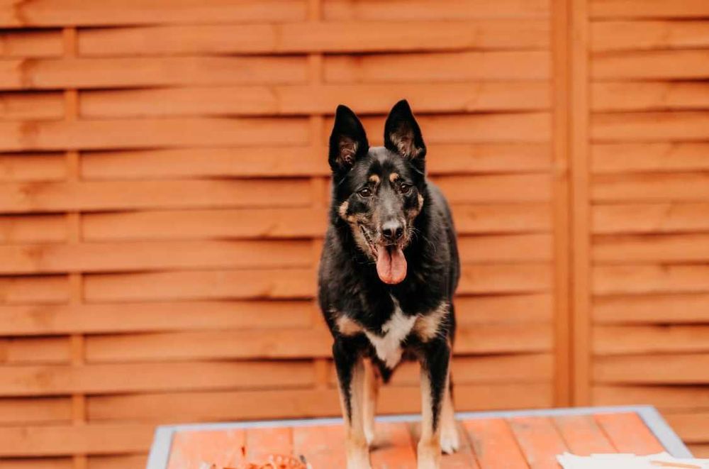 Piękny, mądry, spokojny Szaman poleca się do adopcji!!!