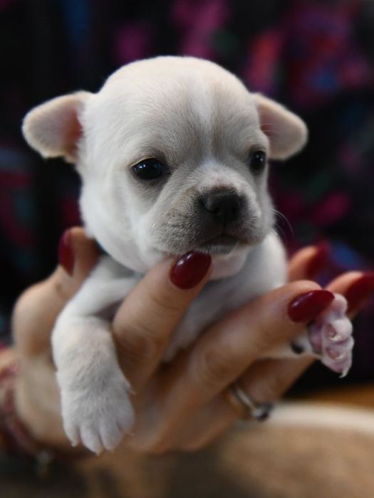 Krótkowłosy chłopczyk chihuahua ZKwP FCI Warszawa