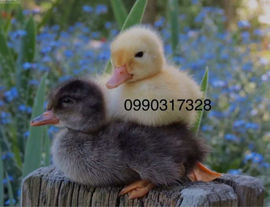 Бройлер. Мулард. Гуси. Индюки.