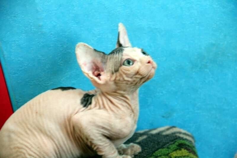 счастье это сфинкс