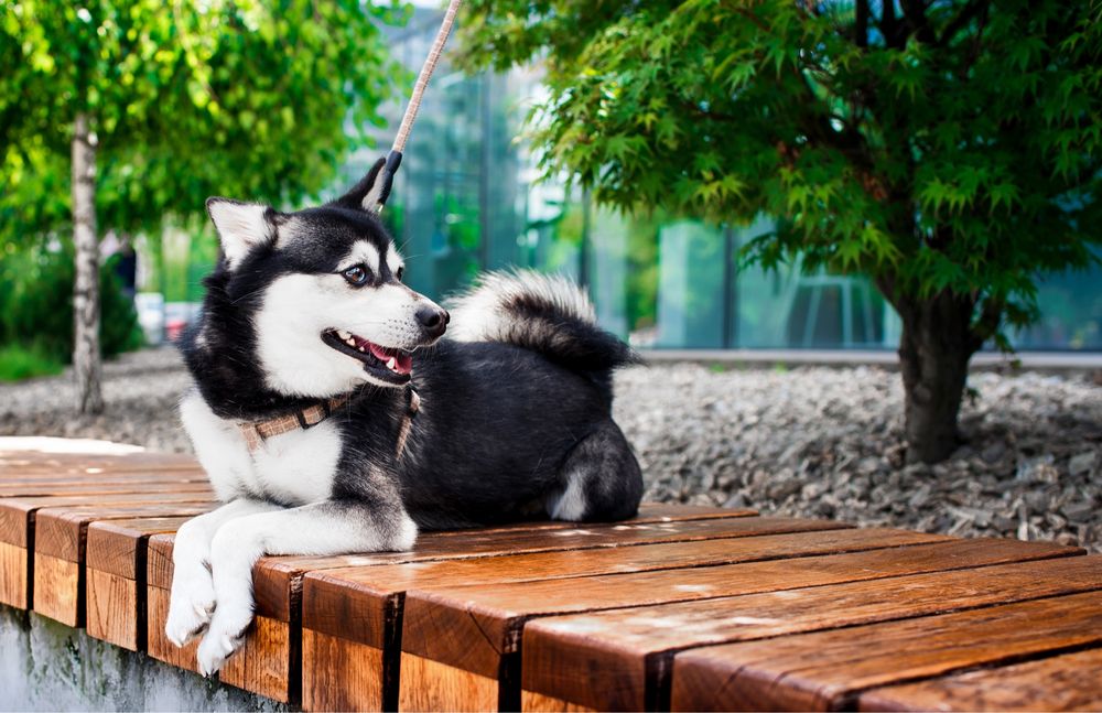 Аляскінський клі кай (міні хаскі)