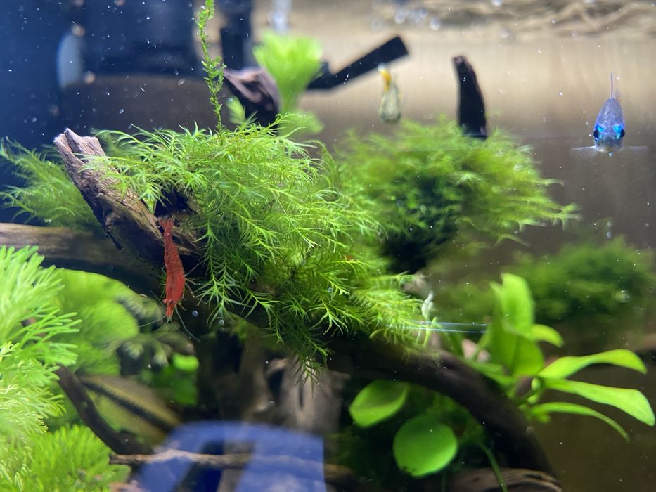 Phoenix moss - rarytas