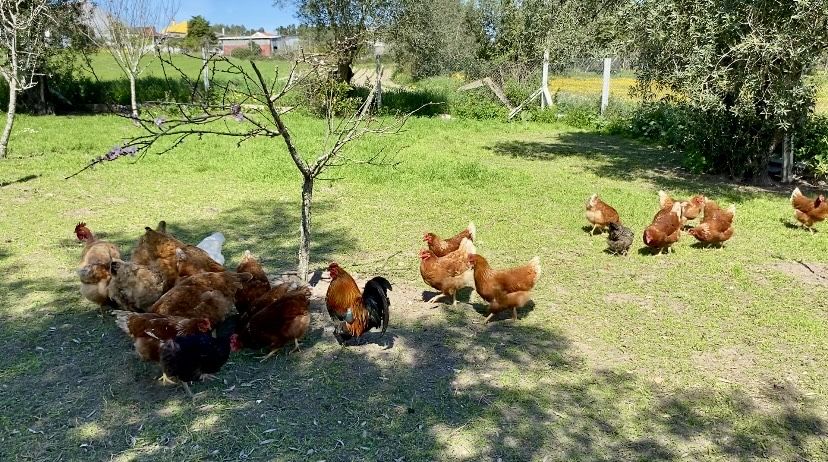 Ovos de galinhas criadas em terreno com erva ao ar livre