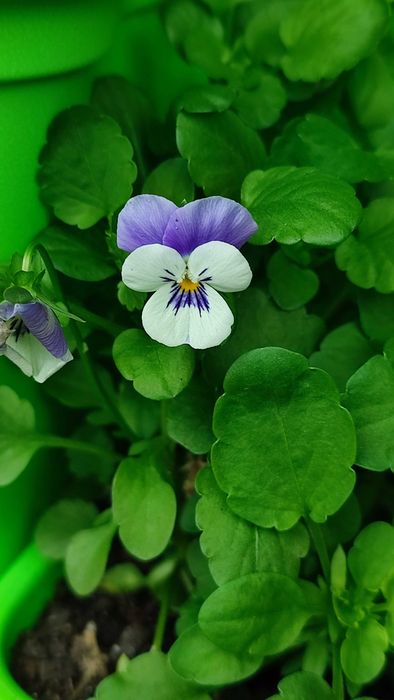Flores comestíveis frescas