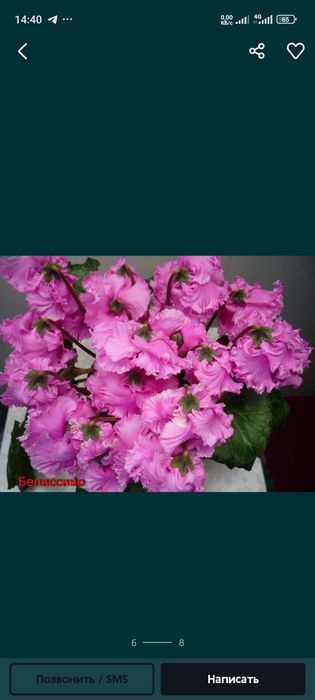 Цикламен багато сортів. Ціна за 5 кущиків