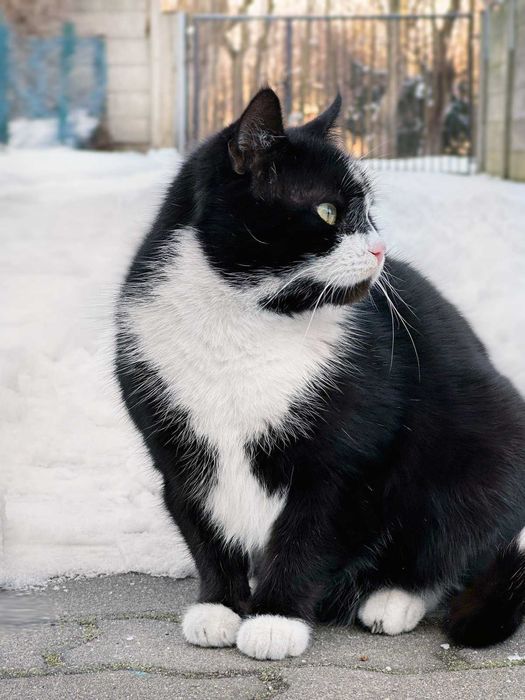 Kruszon, puchaty kocurek