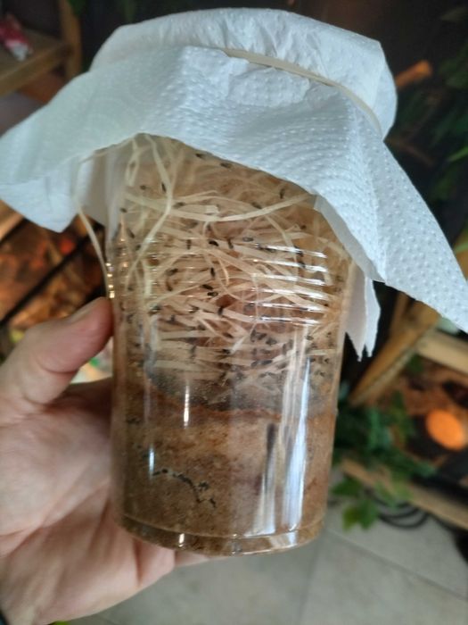 Alimento vivo. Camaleoes entre outros, drosophyla