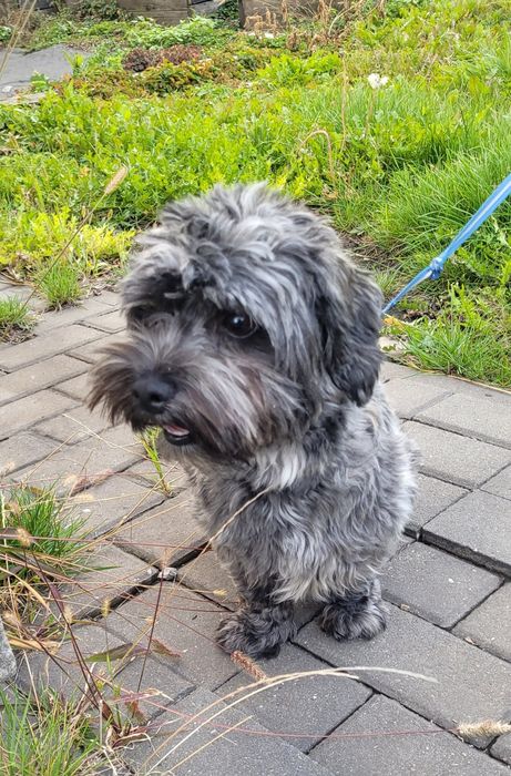 Mała młoda suczka z włosem Lhssa Apso, York, Maltańczyk, Shitzu