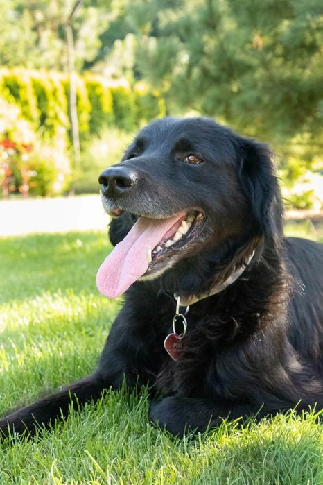 Flat Coated Retriever.