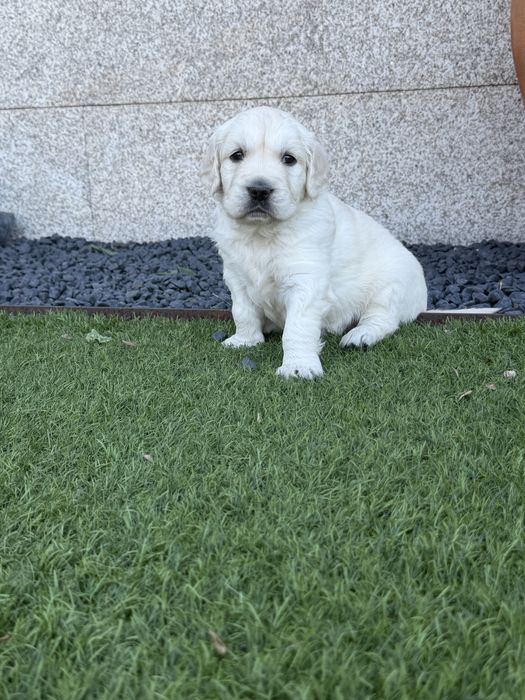 Golden Retriever menino maravilhoso