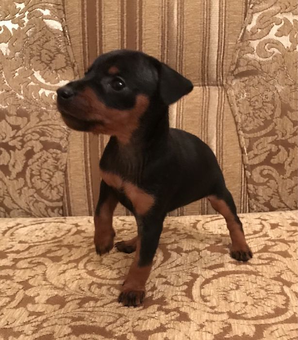 Цверпінчер цуценята